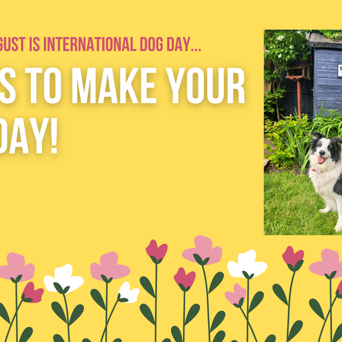 8 ways to make your dogs day Florys online