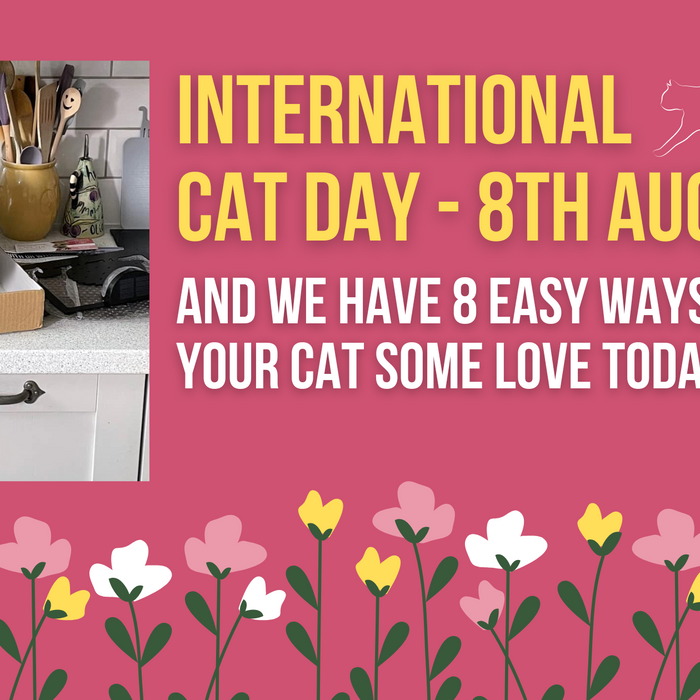 International Cat Day- 8 Easy Things You Can Do To Show Your Cat Some Love