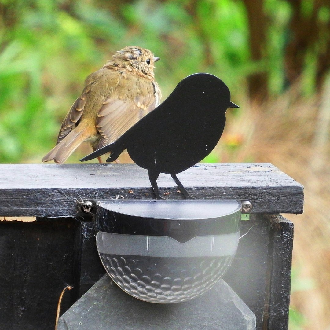 'Real' Robin & Blue Tit Small Solar Lights and more! — Flory's Online