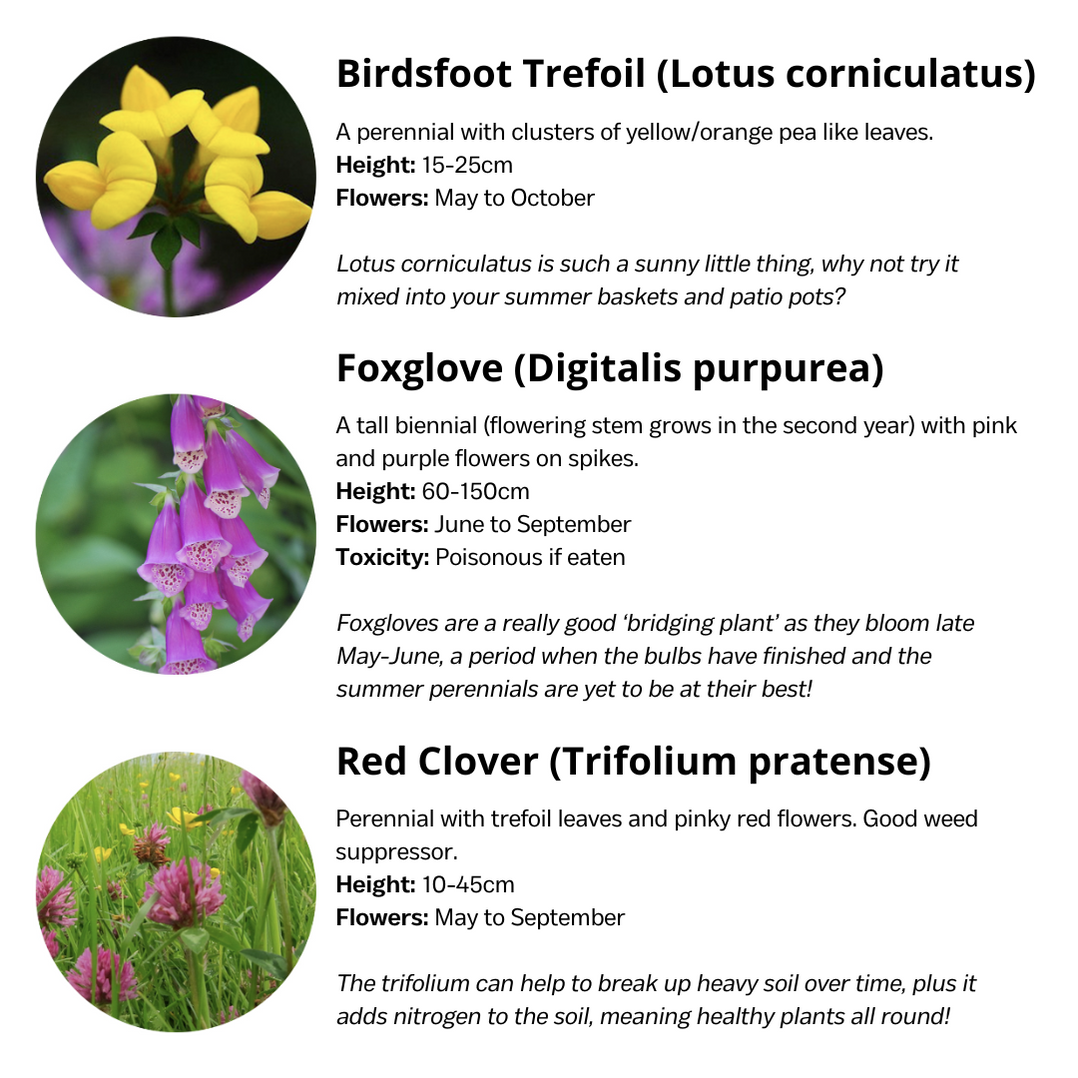 Bee Mix Seedballs — Flory's Online