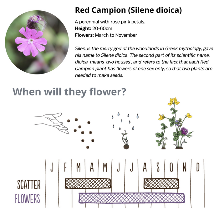 Wildflower Seedball Tube - Red Campion