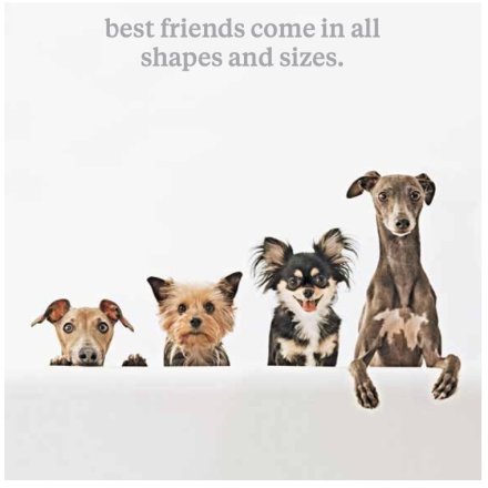 Best Friends Any Occasion Greetings Card
