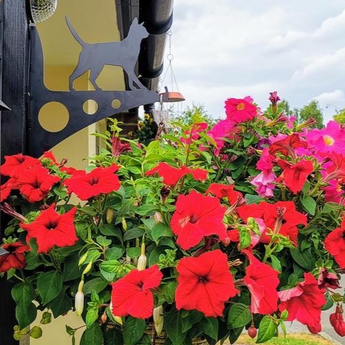 Customer photo of Cat Large Garden Bracket with hanging basket holding red flowers attached. 