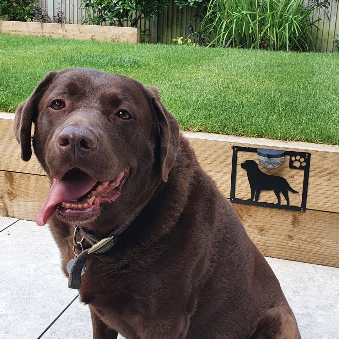 Labrador Dog Solar Powered LED Light Wall Shed Plaque Flory s Online